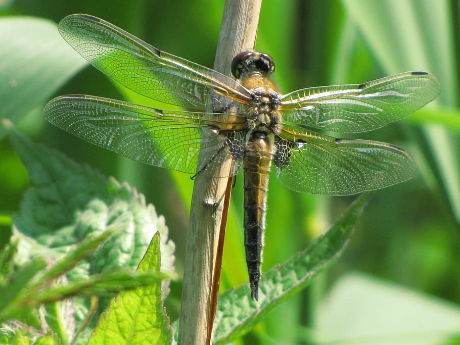 libellula, Marrone, insetto, volare, animale, animali, macro, natura, avvicinamento, ala animale, estate, temi animali, invertebrato, fauna selvatica, un animale, foglia, animali allo stato selvatico, parte vegetale, pianta, colore verde, nessuno, giorno, all'aperto, concentrarsi sulle conoscenze acquisite, bellezza nella natura, 1080P