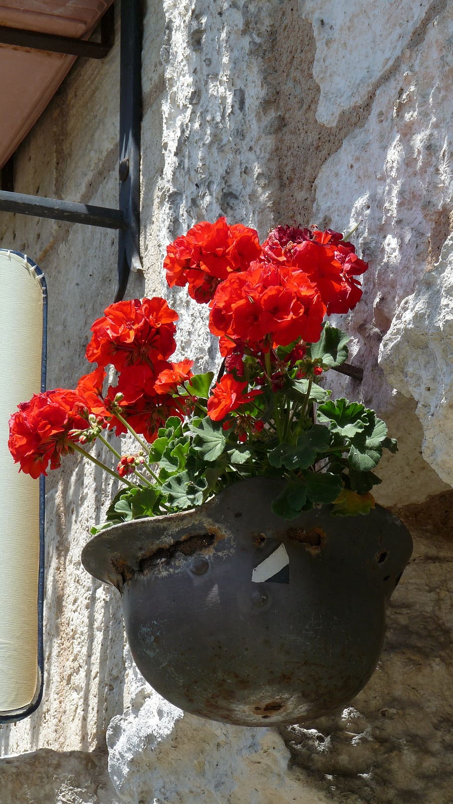 fred, hjelm, geranium, blomstrende plante, blomst, plante, natur, rød, friskhed, murbygningsfunktion, skrøbelighed, skønhed i naturen, sårbarhed, dag, potteplante, ingen mennesker, tæt på, vækst, blomsterkrukke, kronblad, udendørs, blomsterhoved, bygget struktur, 2K