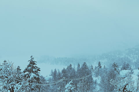 lote de árvores cobertas de neve, arvores, coberto, neve, dia, inverno, frio, nevasca, nebuloso, floresta, madeiras, natureza, ao ar livre, azul, temperatura fria, árvore, ninguém, Pinheiro, plantar, beleza na natureza, tranquilidade, cena tranquila, scenics - natureza, céu, meio Ambiente, terra, cena não urbana, névoa, crescimento, árvore conífera, montanha coberta de neve, 2K, CC0, domínio público, royalty free
