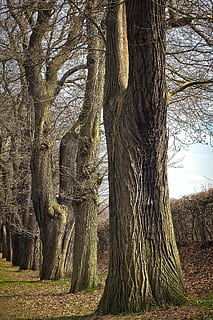 alberi, vecchio, vecchio albero, natura, legna, foresta, ceppo, quercia, Kahl, nodoso, tribù, coperto di vegetazione, struttura, screpolato, alto, intemperie, vecchia quercia, paesaggio, abbaiare, quercia tedesca, vecchie querce, idillio, escursioni a piedi, camminare, corteccia di quercia, corteccia di albero, modello, cresta, rauh, aspro, albero, tronco d'albero, radice, bosco, nessuno, all'aperto, giorno, albero deciduo, pianta, tronco, crescita, terra, la tranquillità, bellezza nella natura, campo, ramo, scena tranquilla, ambiente, 4K, CC0, dominio pubblico, privo di copyright