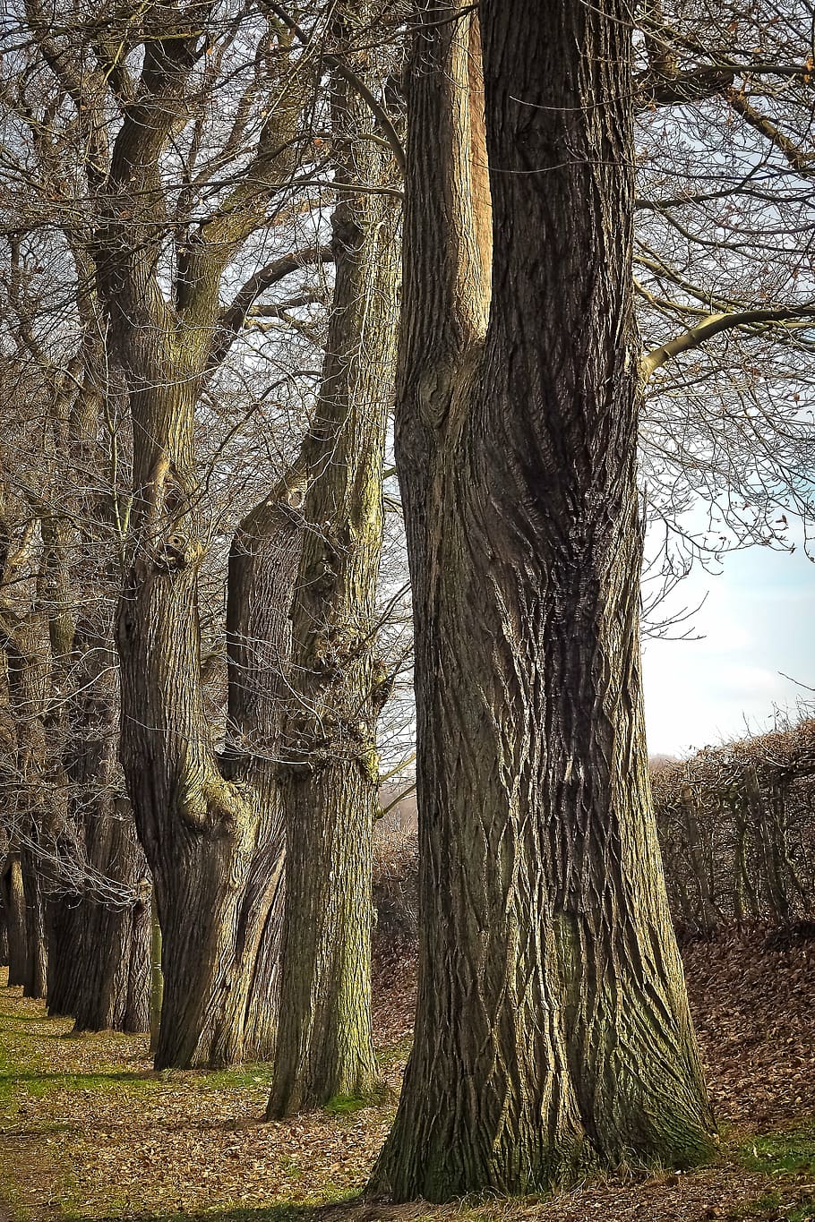 arbres, vell, arbre vell, naturalesa, fusta, bosc, registre, roure, kahl, nodrit, tribu, cobert, estructura, esquerdat, alt, resistent, roure vell, paisatge, escorça, roure alemany, roures vells, idil·li, senderisme, caminar, arbre de roure vell, escorça de roure, escorça d'arbre, patró, cresta, textura, rauh, accidentat, arbre, tronc de l'arbre, arrel, cap gent, a l'aire lliure, dia, arbre caducifoli, planta, tronc, creixement, terra, tranquil·litat, bellesa a la natura, camp, branca, escena tranquil·la, medi ambient, 4K