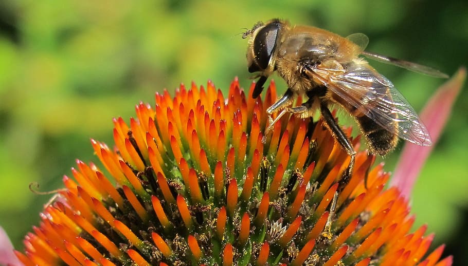 Fly, Echinacea, Flower, Insect, Plant, genus eristalis, wildlife, fragility, nature, petal, beauty in nature, growth, flowering plant, animal themes, flower head, freshness, one animal, invertebrate, animal, close-up, animals in the wild, animal wildlife, vulnerability, inflorescence, pollination, pollen, no people, animal wing, outdoors, butterfly - insect, 1080P