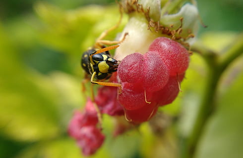 makro, bringebær, sommer, natur, insekt, veps, blomst, hvepe spiser en bringebær, hage, virvelløse, nærbilde, anlegg, dyr i naturen, dyreliv, dyre temaer, dyr, ett dyr, friskhet, vekst, fokusere på forgrunnen, skjønnhet i naturen, frukt, ingen folk, selektiv fokusering, spise sunt, mat, dag, utendørs, pollinering, 2K, CC0, offentlig domene, opphavsrett gratis