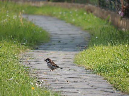 brun, spurv, pathway, sti, fugl, gress, sol, skygge, dyre temaer, dyr, ett dyr, anlegg, dyreliv, virveldyr, dyr i naturen, grønn farge, gangsti, ingen folk, dag, natur, vekst, felt, land, selektiv fokusering, utendørs, fokusere på forgrunnen, 4K, CC0, offentlig domene, opphavsrett gratis