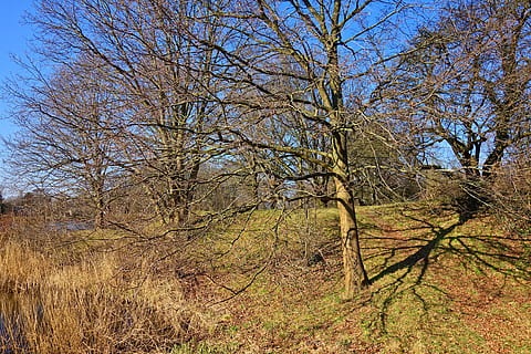 tre, bare tre, vintertrær, bare gren, bladløse, lund, høyde, parkere, siv, shore, solskinn, blå himmel, vinterdag, anlegg, ro, land, ingen folk, himmel, gren, natur, skjønnhet i naturen, skog, dag, naturskjønnhet - natur, rolig scene, vekst, ikke-urbane scene, miljø, landskap, utendørs, felt, 5K, CC0, offentlig domene, opphavsrett gratis