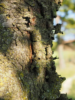 Borke, Kirsche, Kirsche, Ringelborke, Kirsche, Kirschbaumrinde, Baumrinde, Log, Baum, Natur, Wald, Baumstamm, Nahansicht, Pflanze, Hintergründe, draußen, braun, Makro, Muster, Fokus auf den Vordergrund, Tag, keine Leute, Kofferraum, texturiert, Wachstum, Rau, Moos, selektiver Fokus, Schönheit in der Natur, grüne Farbe, verwittert, Flechte, Struktureffekt, 4K, CC0, gemeinfrei, lizenzfrei