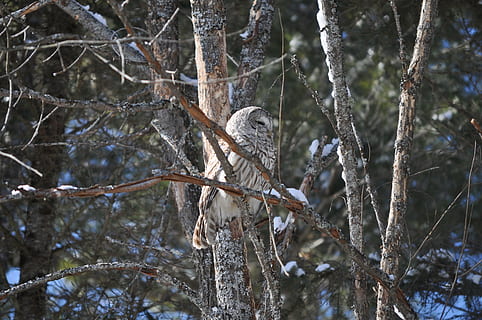 Eule, Baum, Vogel, Tierwelt, Tiere in freier Wildbahn, Wirbeltier, Tier, Tierthemen, Ast, Pflanze, ein Tier, hocken, Natur, Fokus auf den Vordergrund, keine Leute, Raubvogel, Tag, kalte Temperatur, Winter, Schnee, draußen, Adler, 4K, CC0, gemeinfrei, lizenzfrei