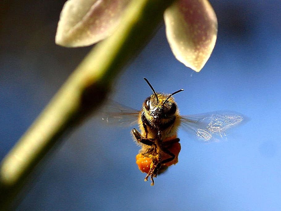 fotografia macro, abelha, vôo, flor, inseto, mosca, macro, querida, asa, invertebrado, animais em estado selvagem, animais selvagens, um animal, temas animais, animal, fechar-se, ninguém, natureza, beleza na natureza, plantar, crescimento, dia, fragilidade, asa animal, planta com flores, foco seletivo, ao ar livre, cabeça de flor, polinização, 1080P