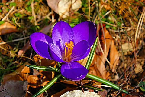 crocus, spring, early bloomer, violet, harbinger of spring, close, flowering plant, flower, plant, petal, vulnerability, beauty in nature, fragility, purple, freshness, flower head, growth, close-up, inflorescence, iris, nature, focus on foreground, no people, field, land, pollen, outdoors, butterfly - insect, 5K, CC0, public domain, royalty free