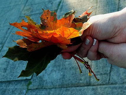 ahorn blad, blade, farvet, efterår, ahorn, blad, intensiv, rød, farve, lyse, farverig, menneskelig hånd, menneskelig kropsdel, tæt på, dag, plante del, hånd, en person, rigtige mennesker, uigenkendelig person, natur, bedrift, orange farve, kropsdel, fokus på forgrunden, livsstil, finger, fritidsaktivitet, lave om, udendørs, 2K, CC0, offentligt domæne, royaltyfrie