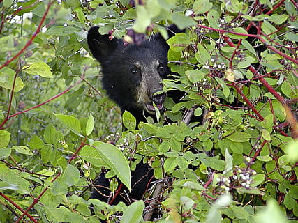 black, bear, tree, cub, head, eating, berries, nature, bush, mammal, animal, wild life, watching, british columbia, canada, wildlife, forest, leaf, animals In The Wild, animal themes, one animal, animal wildlife, plant, plant part, black color, vertebrate, no people, green color, outdoors, land, branch, growth, 720P, CC0, public domain, royalty free