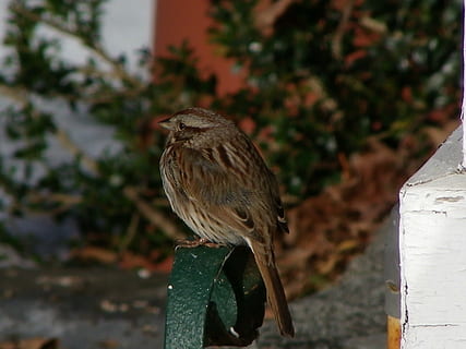 pardal, hivern, rascador d'arrencada, ocell, marró, neu, petit, bonic, ploma, fred, animal, naturalesa, vida salvatge, a l'aire lliure, temes d'animals, vertebrats, un animal, fauna animal, animals a la natura, posat, centrar-se en primer pla, cap gent, dia, planta, rapinyaire, arbre, primer pla, longitud completa, vista lateral, post de fusta, àguila, 4K, CC0, domini públic, lliure de regalies