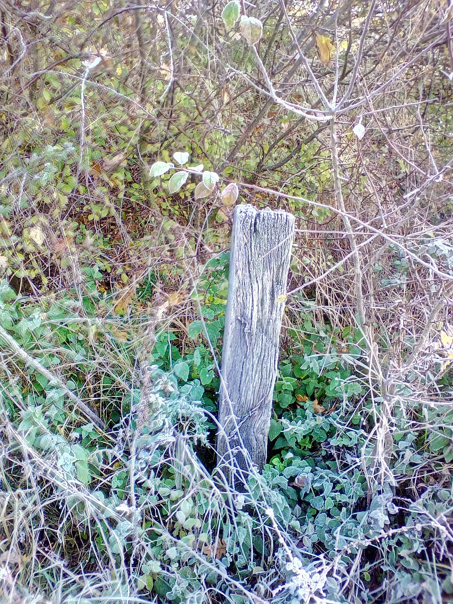 rami, luce del giorno, asciutto, ambiente, autunno, flora, foresta, erba, paesaggio, le foglie, natura, all'aperto, piante, stagione, estate, alberi, selvaggio, di legno, boschi, pianta, albero, terra, nessuno, campo, giorno, crescita, la tranquillità, bellezza nella natura, tronco d'albero, colore verde, tronco, protezione, sicurezza, concentrarsi sulle conoscenze acquisite, ramo, pianta morta, abbaiare, 2K