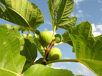 fig, planta, fruita, arbre, part de la planta, full, menjar, menjar i beguda, alimentació saludable, naturalesa, color verd, frescor, creixement, branca, benestar, agricultura, arbre fruiter, primer pla, cel, cap gent, a l'aire lliure, orgànic, madur, 2K, CC0, domini públic, lliure de regalies