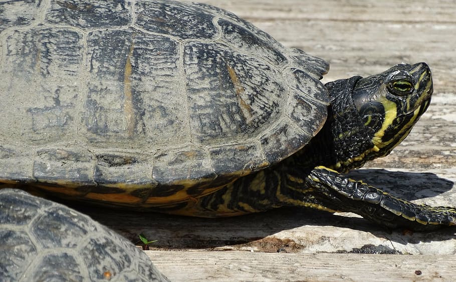 tortuga, car, escut, fusta, rèptil, vertebrats, animal, temes d'animals, animals a la natura, un animal, fauna animal, closca d’animals, cap gent, shell, primer pla, naturalesa, dia, rock - object, closca de tortuga, sòlid, centrar-se en primer pla, a l'aire lliure, cap d’animals, marí, 4K
