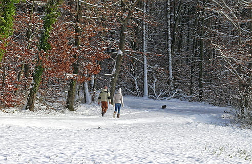 vinter-, snö, träd, skog, kall, mänsklig, promenad, kall temperatur, landa, natur, växt, riktiga människor, bakåtsikt, beläggning, fritidsaktivitet, livsstilar, dag, full längd, gående, män, två personer, kvinnor, utomhus, varma kläder, extremt väder, 2K, CC0, offentligt domän, royaltyfria