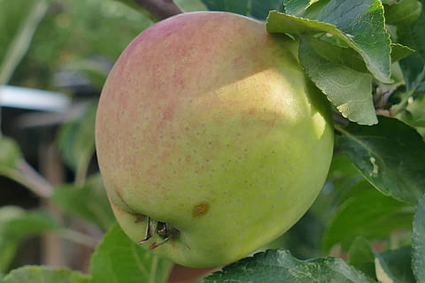 Mela, macro, vicino, guance rosse, foglia, ramo, natura, frutta, gustoso, appetito, benefici da, eco, verde, bocciolo di mela, kernobst gewaechs, salutare, cibo, giardino, pianta, macrofotografia, cibo e bevande, mangiare sano, freschezza, avvicinamento, benessere, colore verde, albero, parte vegetale, crescita, concentrarsi sulle conoscenze acquisite, giorno, nessuno, all'aperto, maturo, albero da frutta, acerbo, 5K, CC0, dominio pubblico, privo di copyright