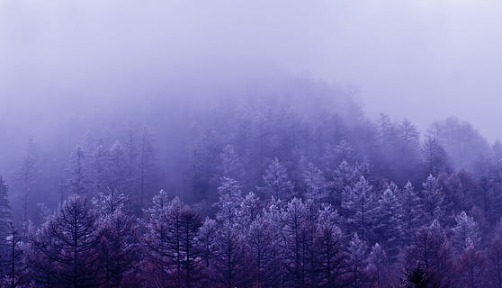 Landschaftsfotografie, Kiefern, Nebel, Wolke, Landschaft, ching ming, Shanxi, Schneeberg, kalt, Baum, Pflanze, Wald, Schönheit in der Natur, Szenen - Natur, Natur, Land, Ruhe, lila, ruhige Szene, keine Leute, Kiefer, Winter, Nadelbaum, Umgebung, Frische, Kiefernwald, draußen, Frühling, Wipfel, 2K, CC0, gemeinfrei, lizenzfrei