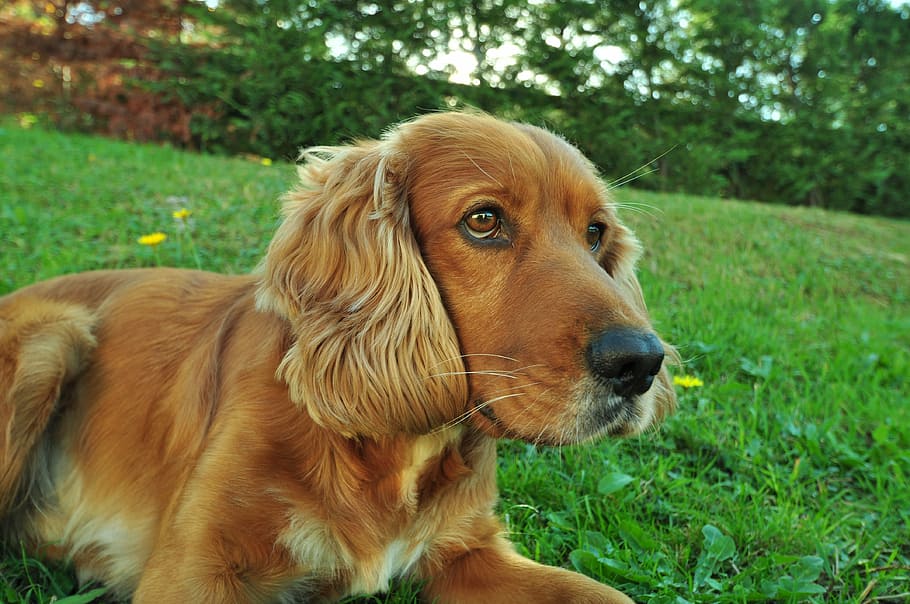 fotografia de primer pla, recobert de llarga durada, bronzejat, gos, estirat, verd, camp de gespa, wow, mascotes, cocker spaniel, mamífer, caní, nacional, animals domèstics, temes d'animals, un animal, animal, planta, herba, vertebrats, mirant cap a fora, terra, mirant, camp, cap gent, marró, color verd, centrar-se en primer pla, a l'aire lliure, cap d’animals, 4K