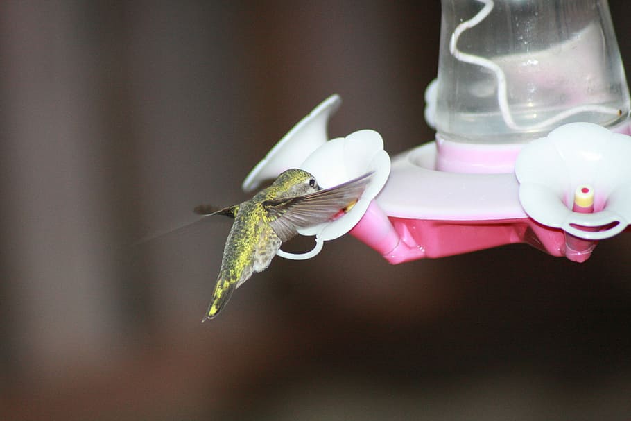 kolibřík, krmení, vznášející se, ruby-throated, podavač, jednoho zvířete, nikdo, detail, uvnitř, zvířat, den, zvíře, zvířata ve volné přírodě, hmyz, bezobratlý, zaměřit se na popředí, krása v přírodě, květ, růžová barva, okvětní lístek, Příroda, křehkost, kvetoucí rostlina, rostlina, svěžest, květu hlavy, 4K