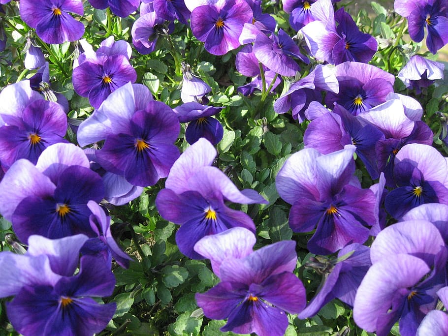 estiu, violetes, flors, planta amb flors, flor, planta, fragilitat, frescor, vulnerabilitat, bellesa a la natura, pètal, porpra, creixement, cap de flor, inflorescència, primer pla, pensament, cap gent, naturalesa, marc complet, dia, a l'aire lliure, vista d’angle alt, primavera, 1080P