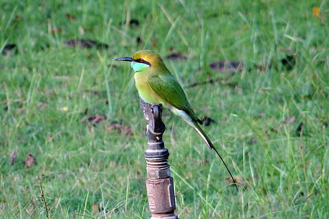Bienenesser, Vogel, klein, Fauna, Grün, Kaiga, Indien, ein Tier, Tierthemen, Tiere in freier Wildbahn, grüne Farbe, Tierwelt, Wirbeltier, Tier, Pflanze, hocken, Fokus auf den Vordergrund, keine Leute, Gras, Natur, Feld, Land, Tag, draußen, Wachstum, Schönheit in der Natur, 2K, CC0, gemeinfrei, lizenzfrei