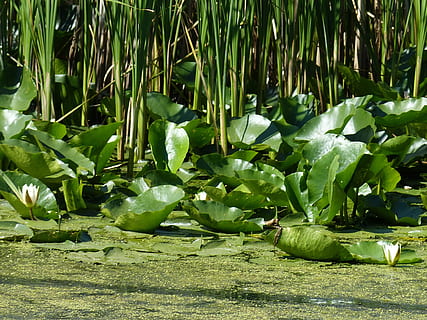 donau, danube delta, delta, Tulcea, sydøsteuropa, natur, danube cruise, landskab, flod krydstogt, Rumænien, reed, åkande, vand, grøn farve, vækst, plante, blad, plante del, sollys, mad og drikke, ingen mennesker, frugt, friskhed, skønhed i naturen, mad, sund kost, dag, tæt på, udendørs, velvære, jord, træ, 4K, CC0, offentligt domæne, royaltyfrie