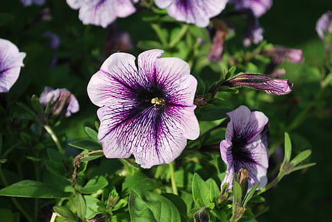 selektiv, fokus foto, petunier, flor, blomster, sommer, blomstrende plante, blomst, plante, skrøbelighed, kronblad, friskhed, sårbarhed, vækst, skønhed i naturen, blomsterstand, blomsterhoved, tæt på, lilla, fokus på forgrunden, natur, petunia, ingen mennesker, dag, udendørs, blad, 4K, CC0, offentligt domæne, royaltyfrie
