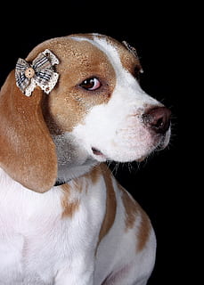 kæledyr, bigle, leder, et dyr, husdyr, indenlandske, pattedyr, dyre temaer, hund, hunde, dyr, sort baggrund, studio skud, hvirveldyr, indendørs, tæt på, ingen mennesker, kigger væk, dyr kropsdel, beagle, portræt, dyr hoved, bakkenbart, dyr øje, jack russell terrier, 1080P, CC0, offentligt domæne, royaltyfrie