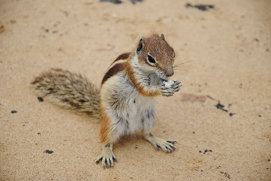 chipmunk, scoiattolo, carina, un animale, fauna selvatica, animali allo stato selvatico, temi animali, nessuno, giorno, roditore, mammifero, terra, sabbia, natura, avvicinamento, vertebrato, Marrone, concentrarsi sulle conoscenze acquisite, analizzare, cercare, guardare, 4K