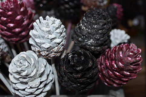 โคนต้นสน, pinecones, ต้นสน, กรวย, ตกแต่ง, เครื่องประดับ, ธรรมชาติ, Pinecone, วันหยุด, ฅ้นเฟอร์, เทศกาล, เขียวตลอดปี, เรียบร้อย, ต้นไม้, การตกแต่ง, อาหารและเครื่องดื่ม, อาหาร, ใกล้ชิด, ในบ้าน, ความสด, สีม่วง, รับประทานอาหารเพื่อสุขภาพ, คุณภาพชีวิต, ไม่มีคน, มุ่งเน้นไปที่เบื้องหน้า, ขายปลีก, ผัก, กลุ่มวัตถุขนาดใหญ่, กลุ่มวัตถุ, เลือกโฟกัส, สตูดิโอยิง, ปลูก, เต็มกรอบ, ยังมีชีวิตอยู่, ผลไม้, 4K, CC0, โดเมนสาธารณะ, ค่าลิขสิทธิ์ฟรี