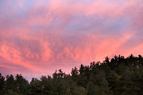 verd, arbres forestals, rosa, blau, cel, posta de sol, retroil·luminat, núvols, fosc, vespre, tarda, bosc, paisatge, naturalesa, a l'aire lliure, escènic, arbres, boscos, arbre, núvol - cel, bellesa a la natura, planta, escenics - natura, tranquil·litat, escena tranquil·la, cel dramàtic, pi, color rosa, pinàcies, cap gent, escena no urbana, terra, arbre de coníferes, muntanya, bosc de pi, arbre de fulla perenne, 5K, CC0, domini públic, lliure de regalies