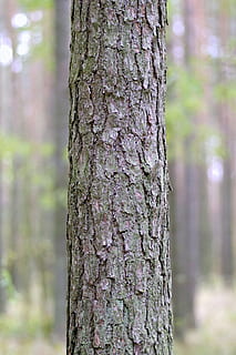 el maletero, árbol, picea, bosque, ladrar, el ladrido, factura, un simple, fragmento, naturaleza, tronco de arbol, al aire libre, rama, planta, color verde, Pino, centrarse en primer plano, tierra, crecimiento, tranquilidad, belleza en la naturaleza, día, de cerca, nadie, texturizado, patrón natural, botánica, áspero, árbol conífero, selva, 5K, CC0, dominio público, libre de derechos