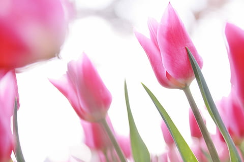 lyserød, tulipanblomst felt, tulipan, blomst, Mark, natur, lyserød farve, plante, forår, friskhed, blomsterhoved, tæt på, kronblad, skønhed i naturen, sæson, sommer, lilla, udendørs, vækst, blomstrende plante, sårbarhed, skrøbelighed, blomsterstand, selektiv fokusering, ingen mennesker, blad, blomstre, krokus, blødhed, flok blomster, 1080P, CC0, offentligt domæne, royaltyfrie