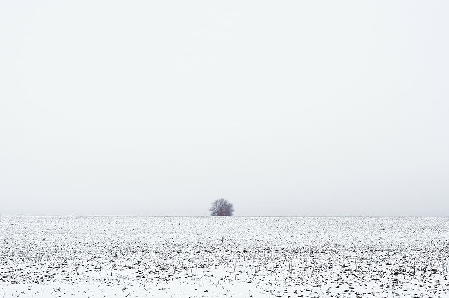 neu recoberta d'arbres, herba, neu, hivern, camp, arbre, naturalesa, horitzó, blanc, temperatura de fred, tranquil·litat, bellesa a la natura, escena tranquil·la, boira, escenics - natura, medi ambient, terra, cel, dia, còpia espai, paisatge, cap gent, Color blanc, neu profunda, idíl·lic, a l'aire lliure, nevar, vent de neu, 4K