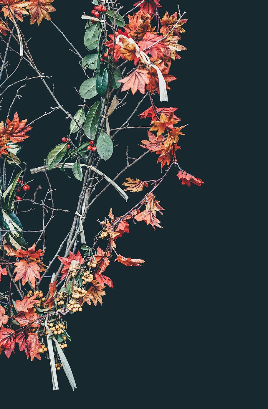 marró, vermell, corona, verd, flor, full, caure, tardor, branca, arbre, naturalesa, fons negre, creixement, bellesa a la natura, nit, cap gent, planta, part de la planta, canvi, color taronja, còpia espai, vista d’angle baix, primer pla, a l'aire lliure, vulnerabilitat, fragilitat, tranquil·litat, fulles, fulla d'auró, 4K