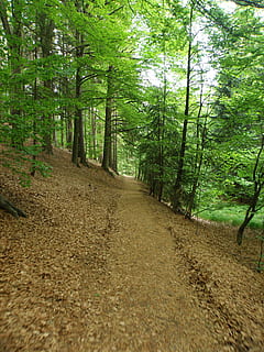 skog, sti, tre, grønn, skogsvei, bohemia, anlegg, retning, land, veien forover, vekst, ro, gangsti, skjønnhet i naturen, grønn farge, natur, ingen folk, naturskjønnhet - natur, rolig scene, dag, synkende perspektiv, ikke-urbane scene, skitt, utendørs, bambus - plante, 2K, CC0, offentlig domene, opphavsrett gratis