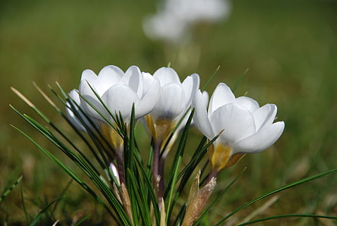 crocus, putih, musim semi, bunga, menanam, kesegaran, pertumbuhan, tanaman berbunga, kerapuhan, kerentanan, daun bunga, warna putih, keindahan di alam, merapatkan, kepala bunga, alam, bidang, hal berkembang, tidak ada orang, fokus pada latar depan, tanah, hari, di luar rumah, 4K, CC0, domain publik, bebas royalti