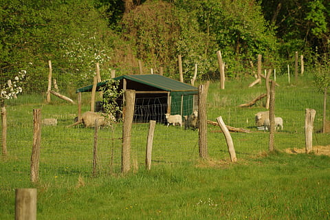 ovce, jehněčí, louka, plot, hospodařit, venkovské scény, tráva, Příroda, venku, strom, stodola, zemědělství, nikdo, krajina, den, rostlina, zvířat, zvíře, skupina zvířat, přistát, zelená barva, obratlovců, savec, bariéra, pole, hranice, domácí zvířata, dřevo - materiál, býložravý, 4K, CC0, veřejná doména, bez autorských práv