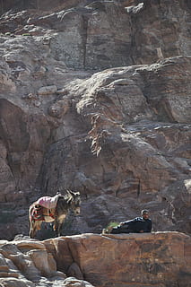 æsel, jordan, bjerg, pattedyr, dyre temaer, dyr, husdyr, indenlandske, kæledyr, hvirveldyr, klippe, et dyr, rock-objekt, dag, rock formation, solid, natur, arbejdsdyr, dyreliv, ingen mennesker, hest, planteædende, 4K, CC0, offentligt domæne, royaltyfrie