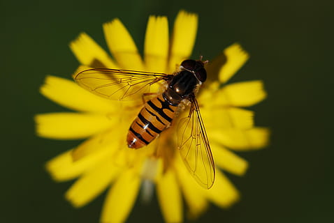 cerrar, fotografía, flotar, volar, amarillo, flor, mosca flotante, insecto, animal, naturaleza, macro, diente de león, floración, prado, verano, planta floreciendo, invertebrado, temas de animales, fauna animal, fragilidad, un animal, vulnerabilidad, belleza en la naturaleza, de cerca, animales en la naturaleza, pétalo, planta, cabeza de flor, frescura, ala animal, nadie, polinización, al aire libre, polen, mariposa - insecto, 4K, CC0, dominio público, libre de derechos
