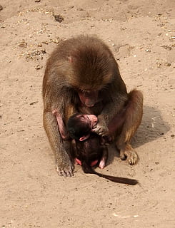 Affe, Mutter Affe, kind affe, Säugetier, Tierthemen, Primas, Tier, Tiere in freier Wildbahn, Tierwelt, Wirbeltier, ein Tier, keine Leute, Jungtier, Land, Natur, Tag, Zoologie, High Angle View, draußen, Zoo, Pavian, Tierfamilie, 1080P, CC0, gemeinfrei, lizenzfrei
