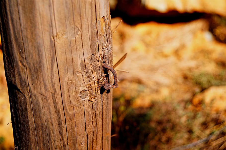 campament, naturalesa, mount, fauna animal, temes d'animals, animals a la natura, animal, invertebrat, material de fusta, un animal, insecte, primer pla, cap gent, dia, marró, arbre, centrar-se en primer pla, part del cos dels animals, a l'aire lliure, rastreig, rèptil, antena animal, ungles, 4K