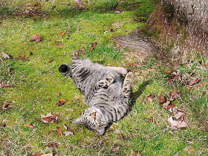 katt, gress, rullende, sol, utenfor, feline, natur, grønn, kjæledyr, utendørs, plen, dyr, pattedyr, dyre temaer, anlegg, ett dyr, huskatt, husdyr, innenlands, høy vinkel visning, virveldyr, land, felt, ingen folk, avslapning, dag, værhår, tabby, 4K, CC0, offentlig domene, opphavsrett gratis
