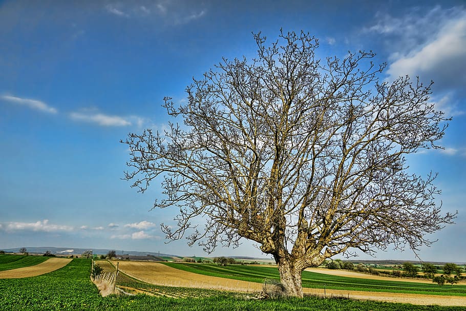 brown, bare, tree, green, grass field, walnut, nature, landscape, panorama, grass, rural, land, schönwetter, plant, sky, field, cloud - sky, beauty in nature, rural scene, environment, agriculture, scenics - nature, tranquil scene, green color, tranquility, no people, day, growth, outdoors, springtime, 5K