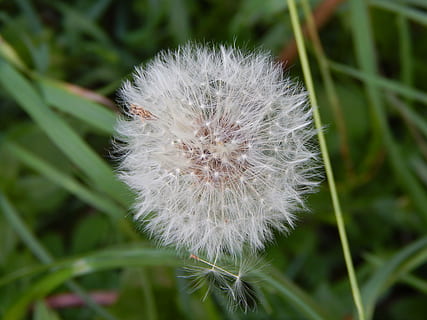 mælkebøtte, nonner, plante, blomst, skrøbelighed, sårbarhed, blomstrende plante, tæt på, friskhed, skønhed i naturen, vækst, natur, hvid farve, ingen mennesker, blomsterstand, fokus på forgrunden, blomsterhoved, blødhed, dag, udendørs, forår, mælkebøtte frø, 4K, CC0, offentligt domæne, royaltyfrie