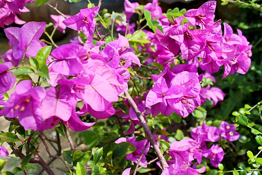 naturalesa, flors, jardí, branques, fons, florir, florint, flor, borrós, botànic, brillant, primer pla, colors, flora, creixement, lila, a l'aire lliure, pètals, rosa, plantes, planta amb flors, planta, fragilitat, vulnerabilitat, bellesa a la natura, pètal, frescor, color rosa, inflorescència, cap de flor, cap gent, centrar-se en primer pla, dia, primavera, porpra, pol·len, Ram de flors, 2K
