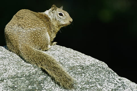 egern, klippe, vild, et dyr, dyreliv, dyr, dyr i naturen, dyre temaer, pattedyr, hvirveldyr, gnaver, rock-objekt, ingen mennesker, solid, natur, leder, tæt på, sidebillede, kigger væk, udendørs, profilvisning, sort baggrund, 2K, CC0, offentligt domæne, royaltyfrie