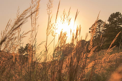 grønt græsfelt, brune bladplanter, Mark, sol, græs, solnedgang, hø, hvede, gylden time, solopgang, udendørs, sommer, skønhed, liv, aften, plante, vækst, himmel, skønhed i naturen, ro, landskab, jord, natur, landbrug, korn plante, landlige scene, afgrøde, tæt på, sollys, ingen mennesker, rolig scene, scenics - natur, timothy græs, 4K, CC0, offentligt domæne, royaltyfrie