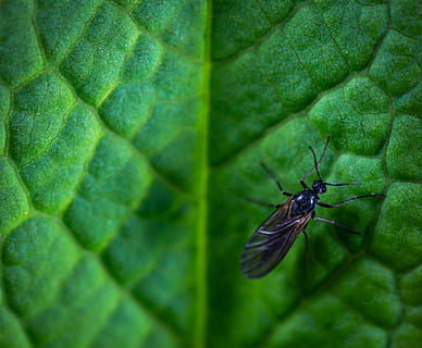 Insekt, Makro, grüne Farbe, Blatt, Pflanzenteil, wirbellos, Tier, Tierwelt, ein Tier, Tierthemen, Tiere in freier Wildbahn, Nahansicht, keine Leute, Tag, Pflanze, Natur, Blattvene, fliegen, Tierflügel, Wachstum, draußen, 4K, CC0, gemeinfrei, lizenzfrei